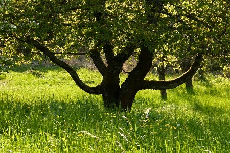 A Person Is Like A Tree In The Field