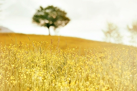 The Curious Case of the Creator’s Concealment