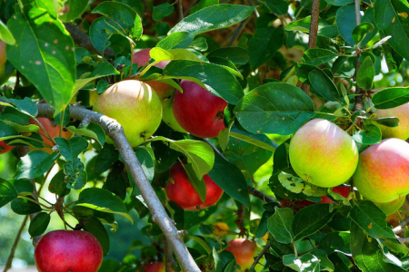 How to Ripen to Perfection in Kabbalah's Light and Turn Bitter to Sweet
