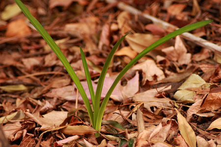 If Creation Is a Garden of Desire, How Do We Help It Grow?